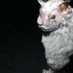 Fundación de Parques y Museos de Cozumel, descubre la presencia del murciélago Ojón Peludo (Chiroderma villosum)