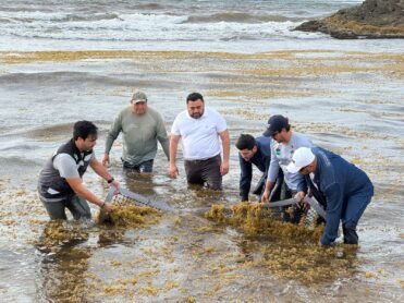 Realizan limpieza simultánea de sargazo en siete municipios de Quintana Roo
