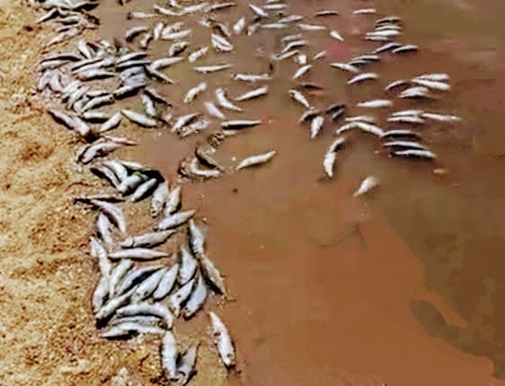 Detectan marea Roja en México