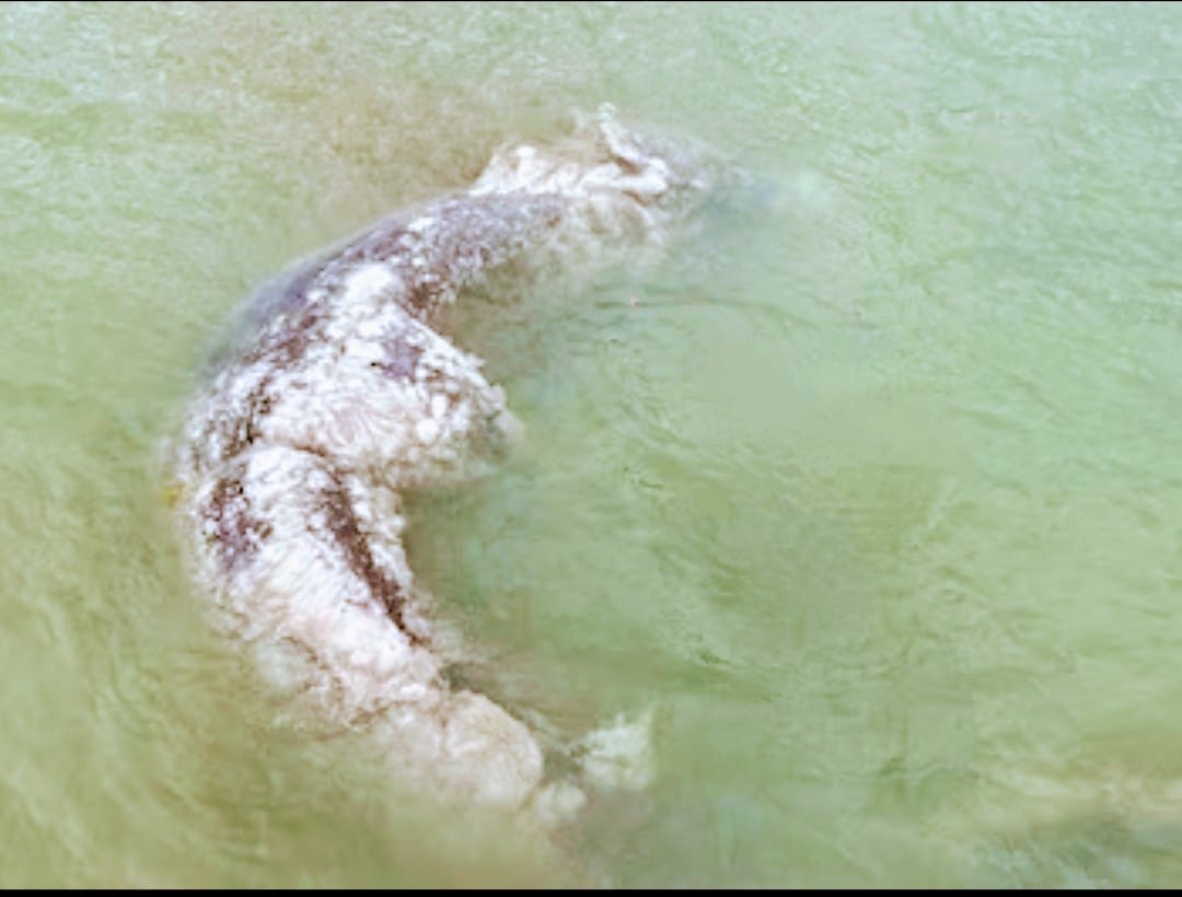 tiburon ballena muerto en progreso yucatan