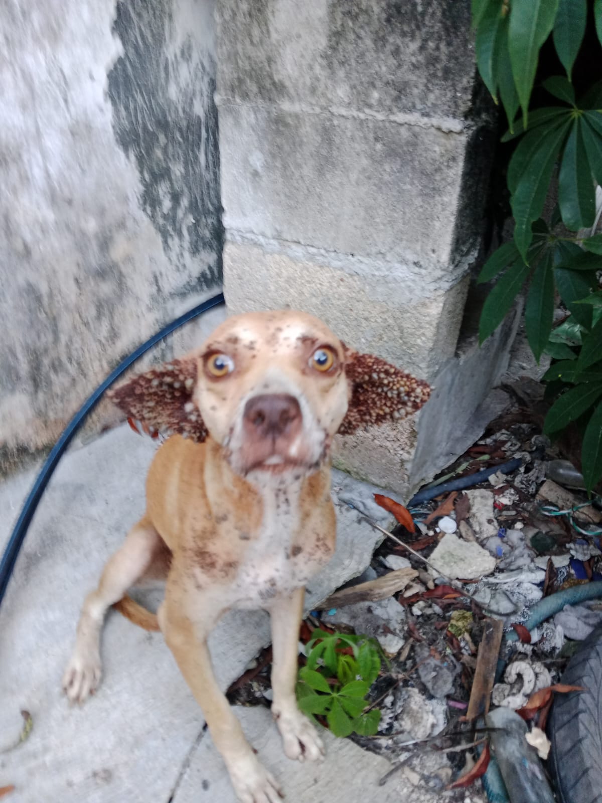 perrito rescatado