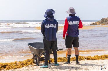 Marina combate el sargazo y libera tortugas en peligro