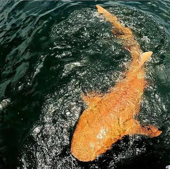 Tiburon Naranja