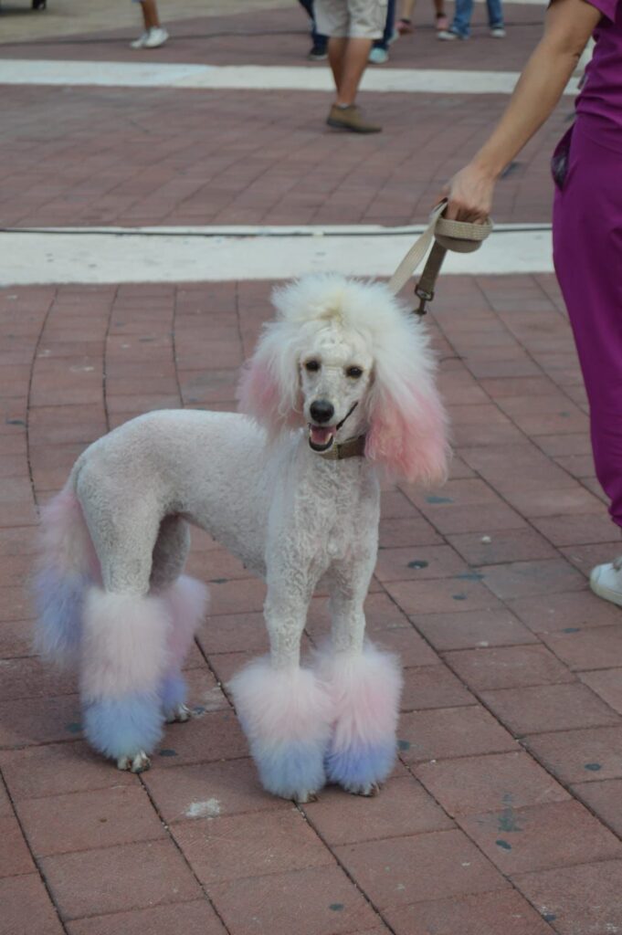 Dog Beach en Playa del Carmen
