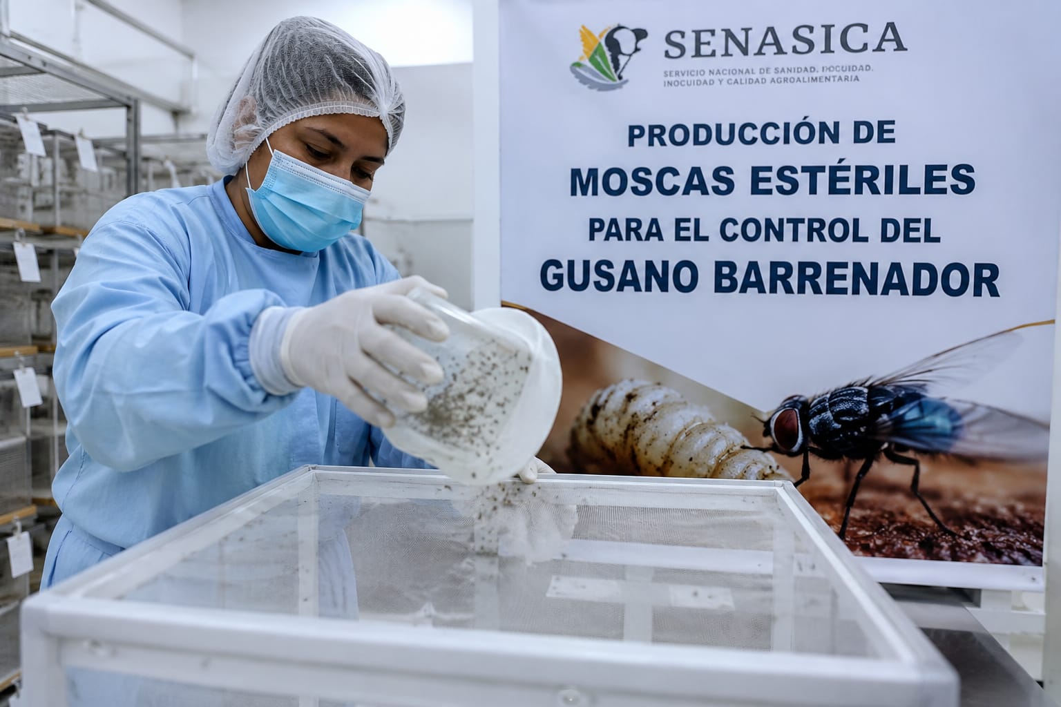 moscas gusano barrenador