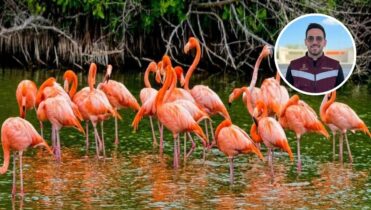 Laguna Nichupté, refugio natural para más de 60 flamencos rosados en Cancún
