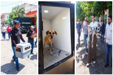 Rescatan a ocho perritos en condiciones insalubles en Playa del Carmen